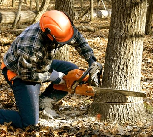 Tree Removal in Leighton, IA
